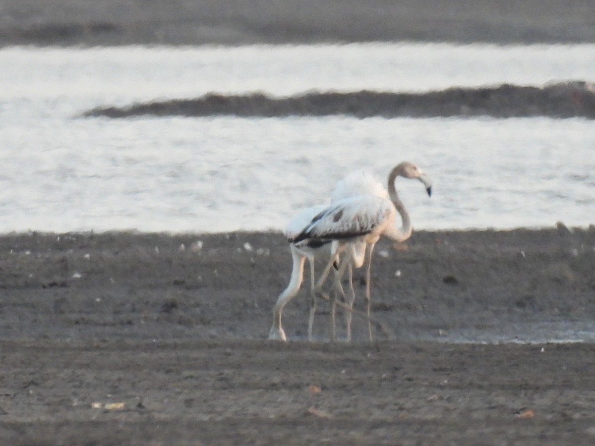 Greater Flamingo - Ramesh Desai