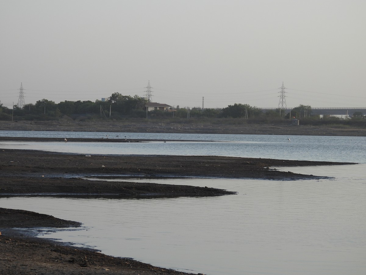 rosenflamingo - ML618424114