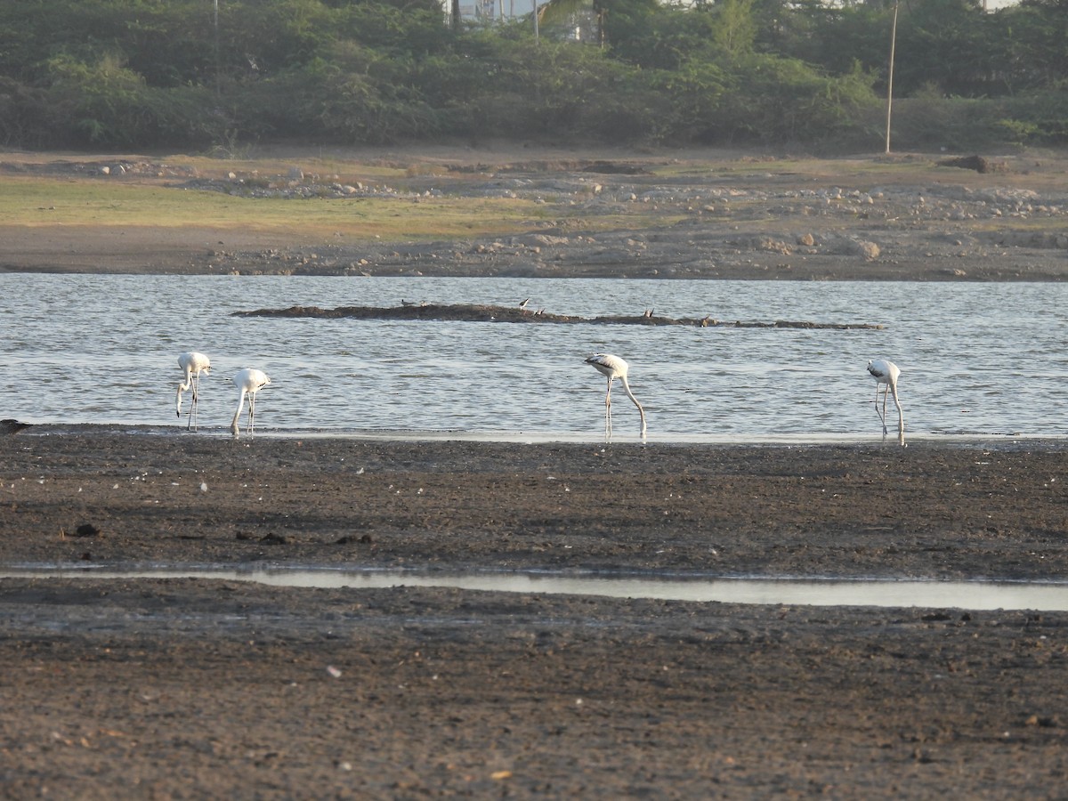 Greater Flamingo - Ramesh Desai