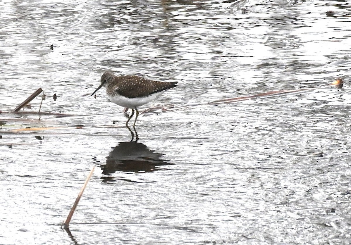 Solitary Sandpiper - ML618424155