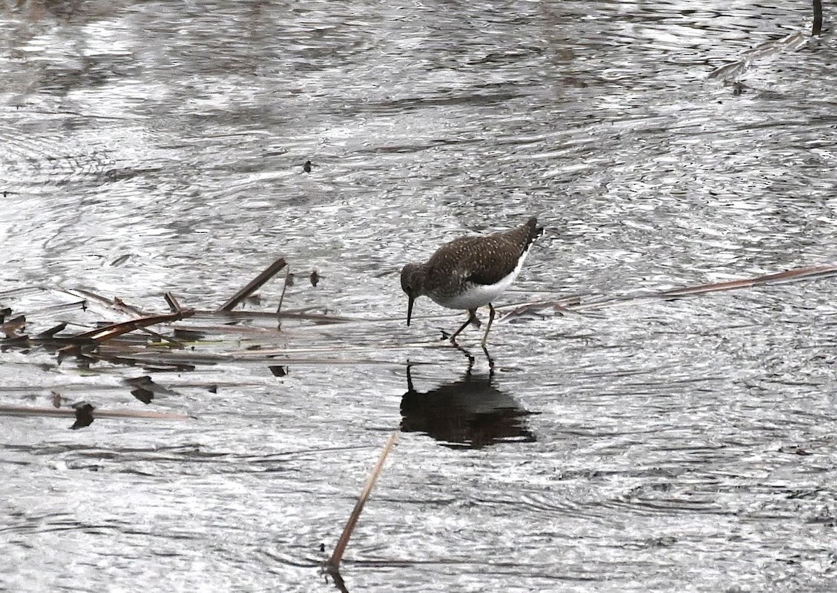 Solitary Sandpiper - ML618424159