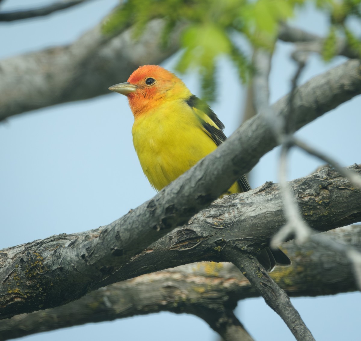 Western Tanager - Jeff Black