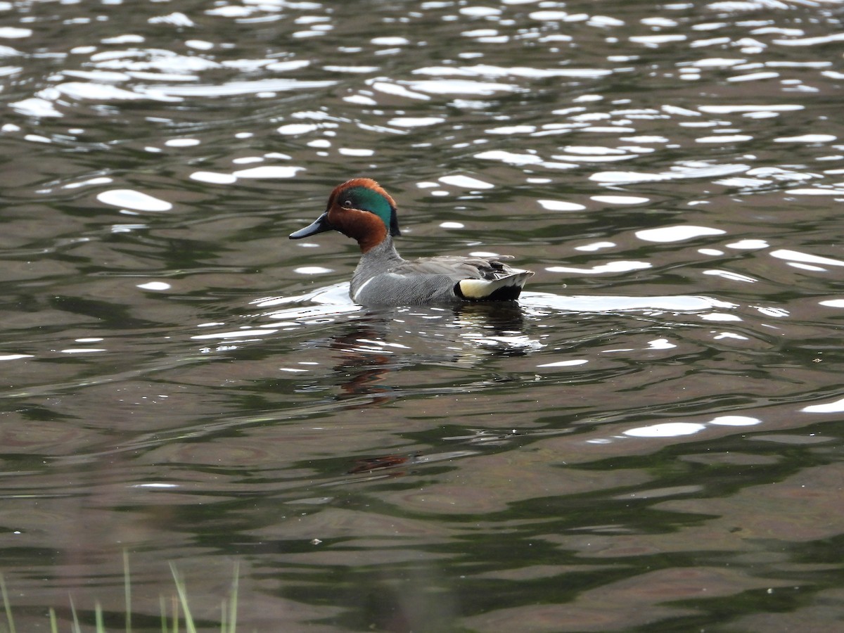 Green-winged Teal - ML618424188