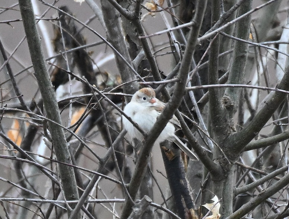 Spizella sp./American Tree Sparrow - ML618424203