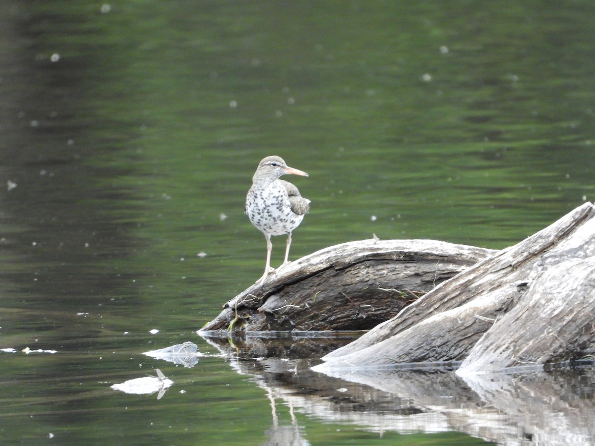 Spotted Sandpiper - ML618424213