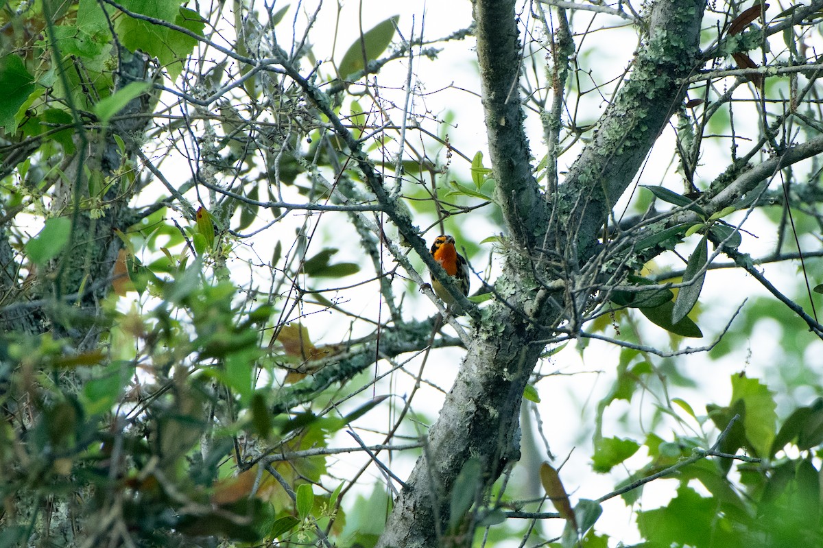 Blackburnian Warbler - Jon Wilson