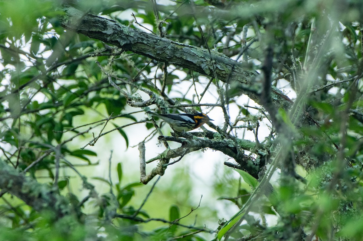 Blackburnian Warbler - ML618424232