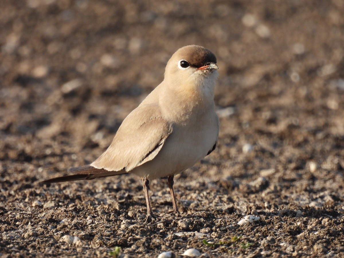 Small Pratincole - Ramesh Desai