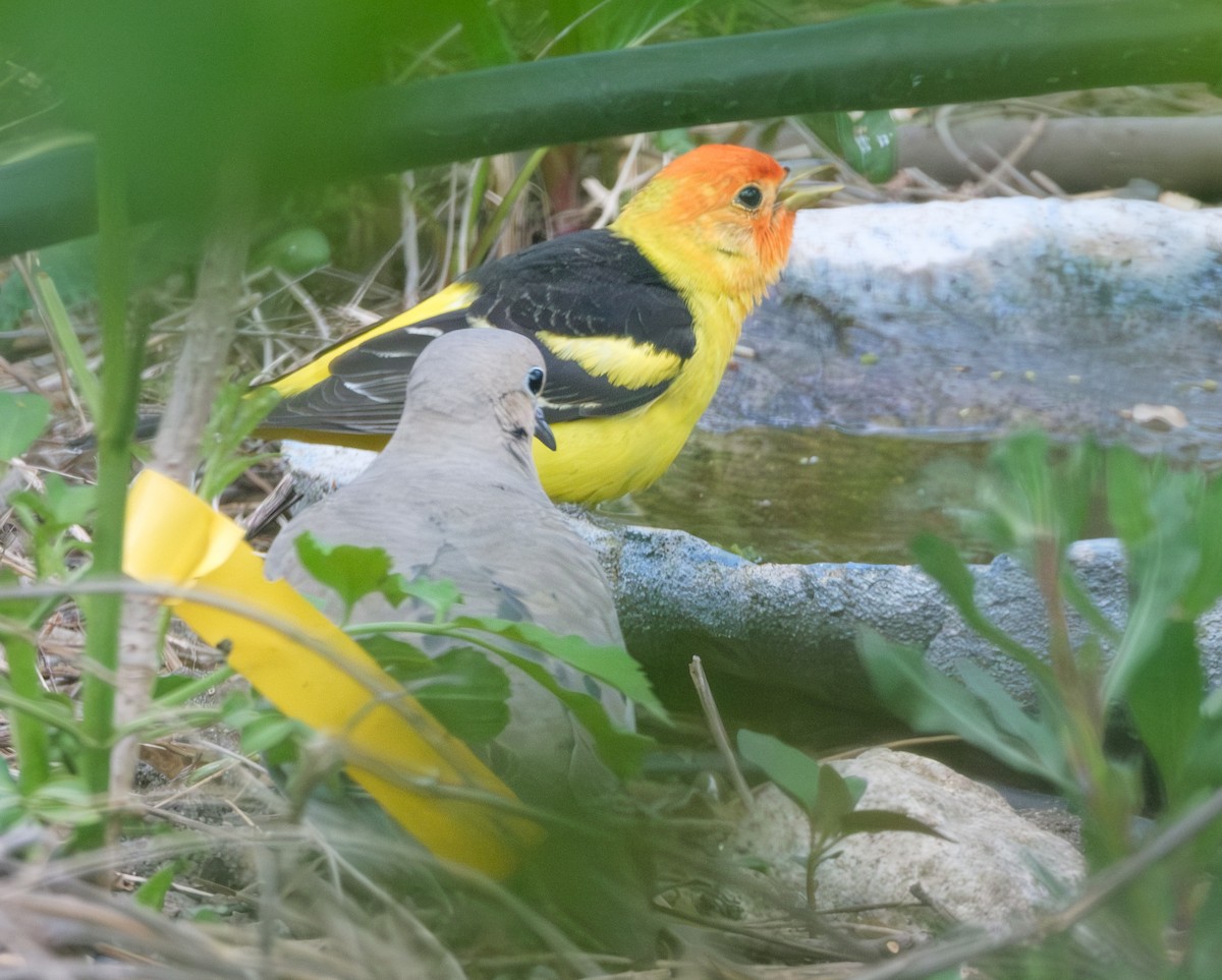 Western Tanager - Jeff Black