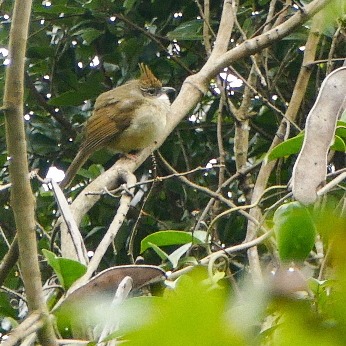 Puff-throated Bulbul - ML618424320