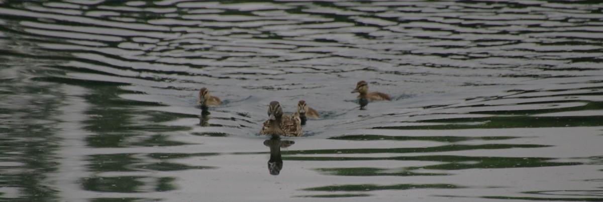 Mallard - Betty Thomas