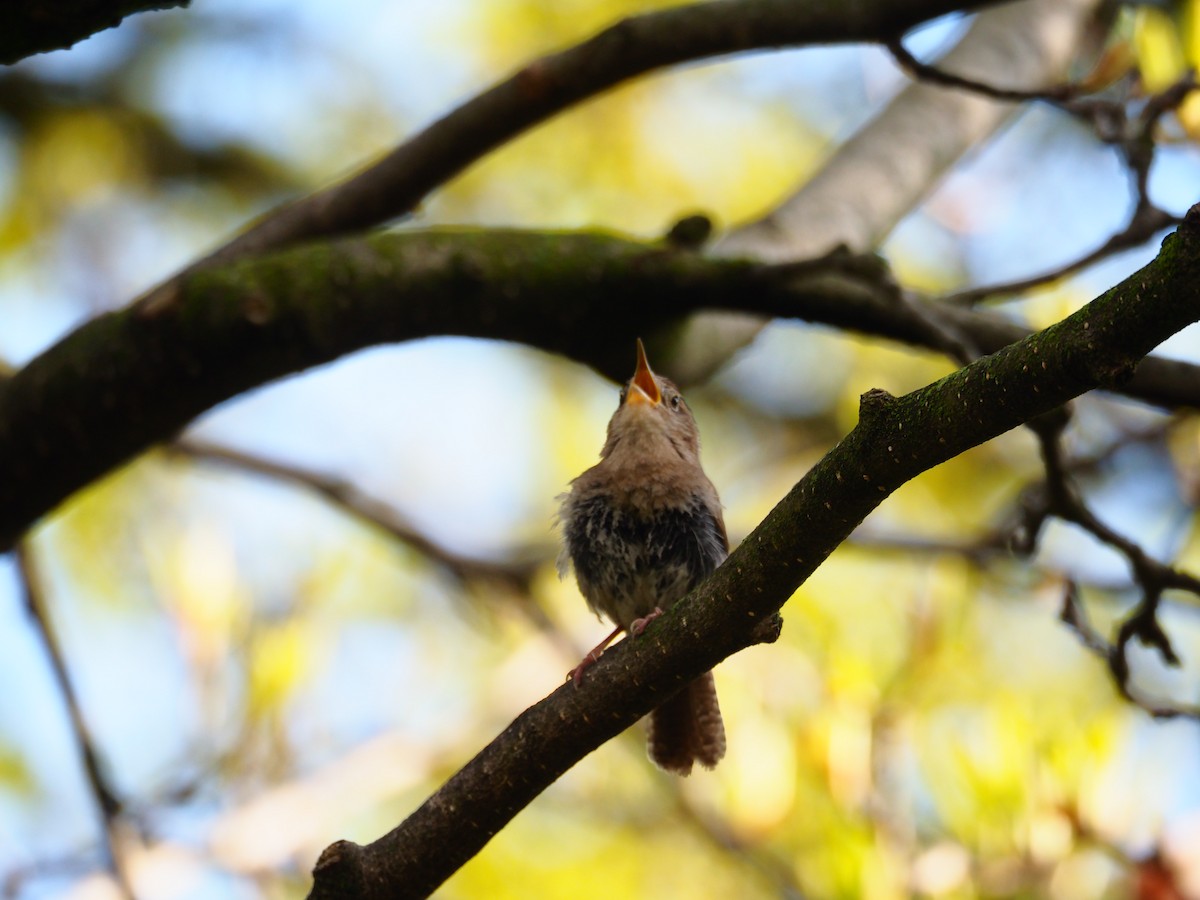 House Wren - ML618424334