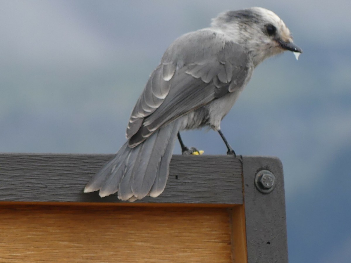 Canada Jay - ML618424444