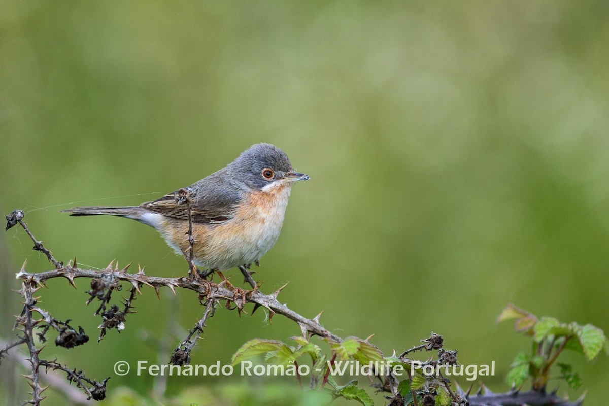 Western Subalpine Warbler - ML618424466