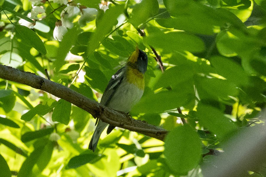 Northern Parula - Sandra Rosenhouse