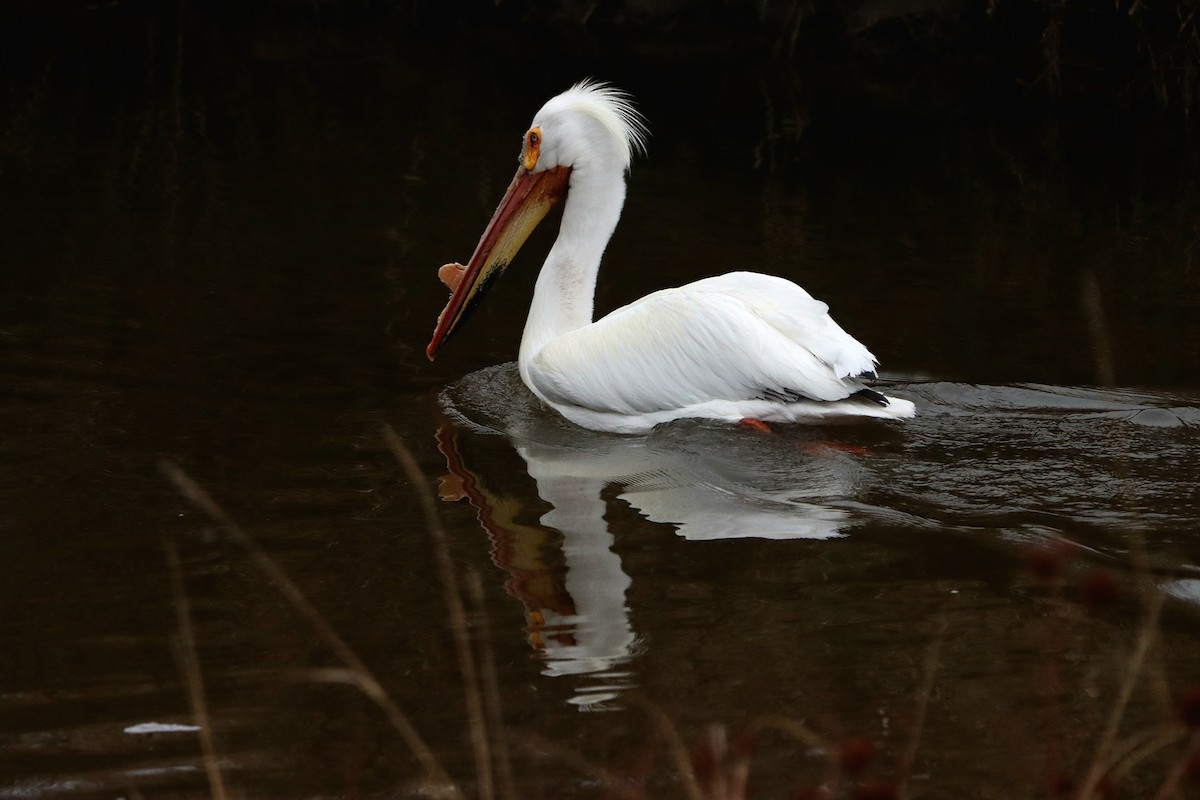 American White Pelican - Jordan Janzen