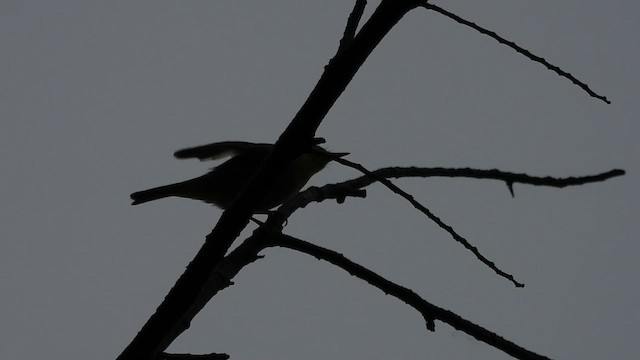 Yellow-vented Warbler - ML618424507