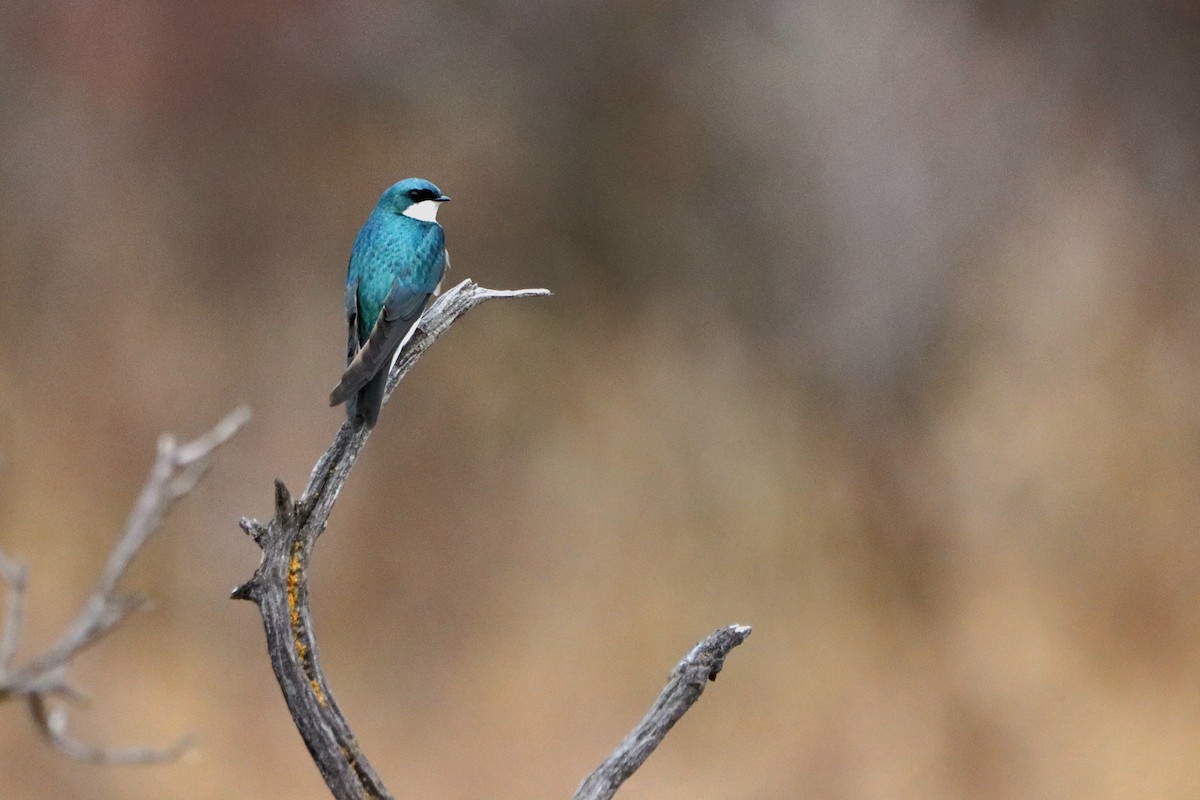 Tree Swallow - Jordan Janzen