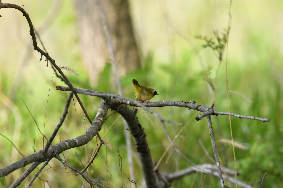 Common Yellowthroat - Anonymous