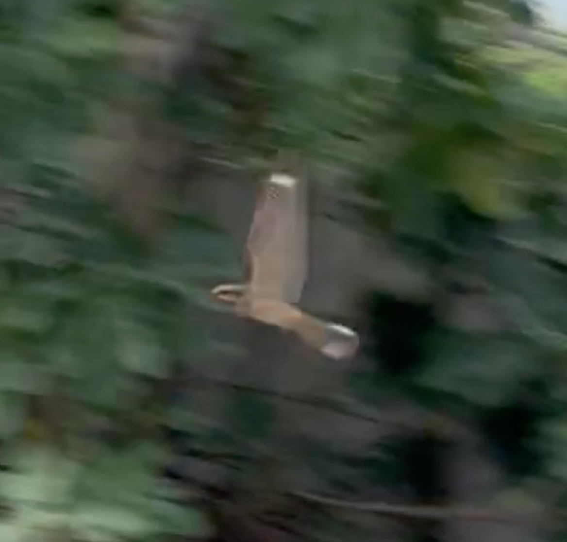 Eurasian Nightjar - ML618424541