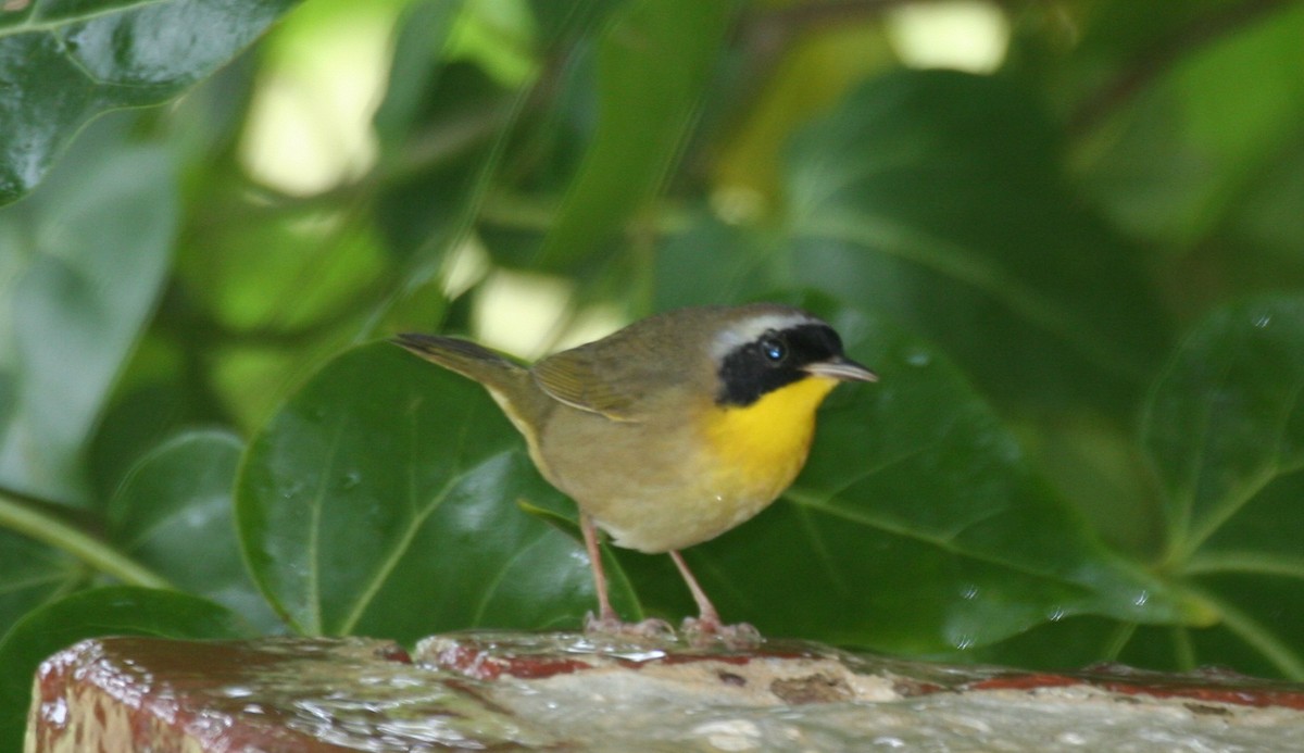 Common Yellowthroat - ML618424542