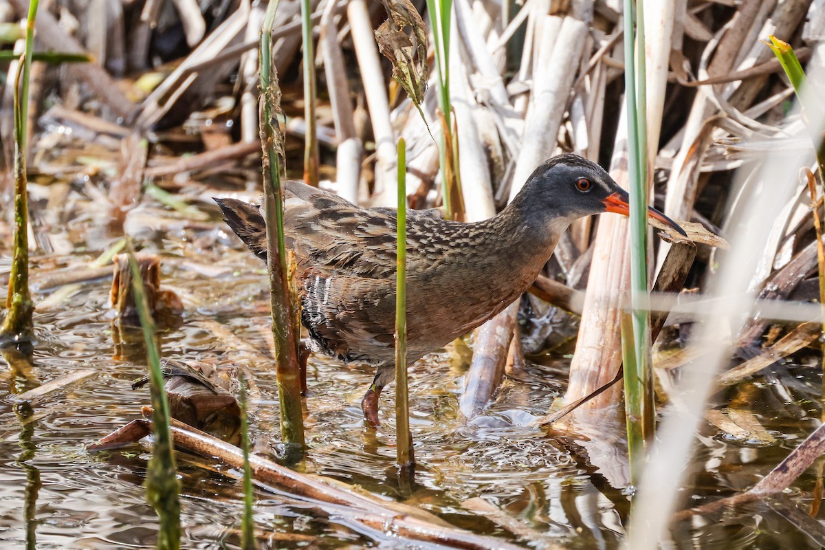 Virginia Rail - ML618424582