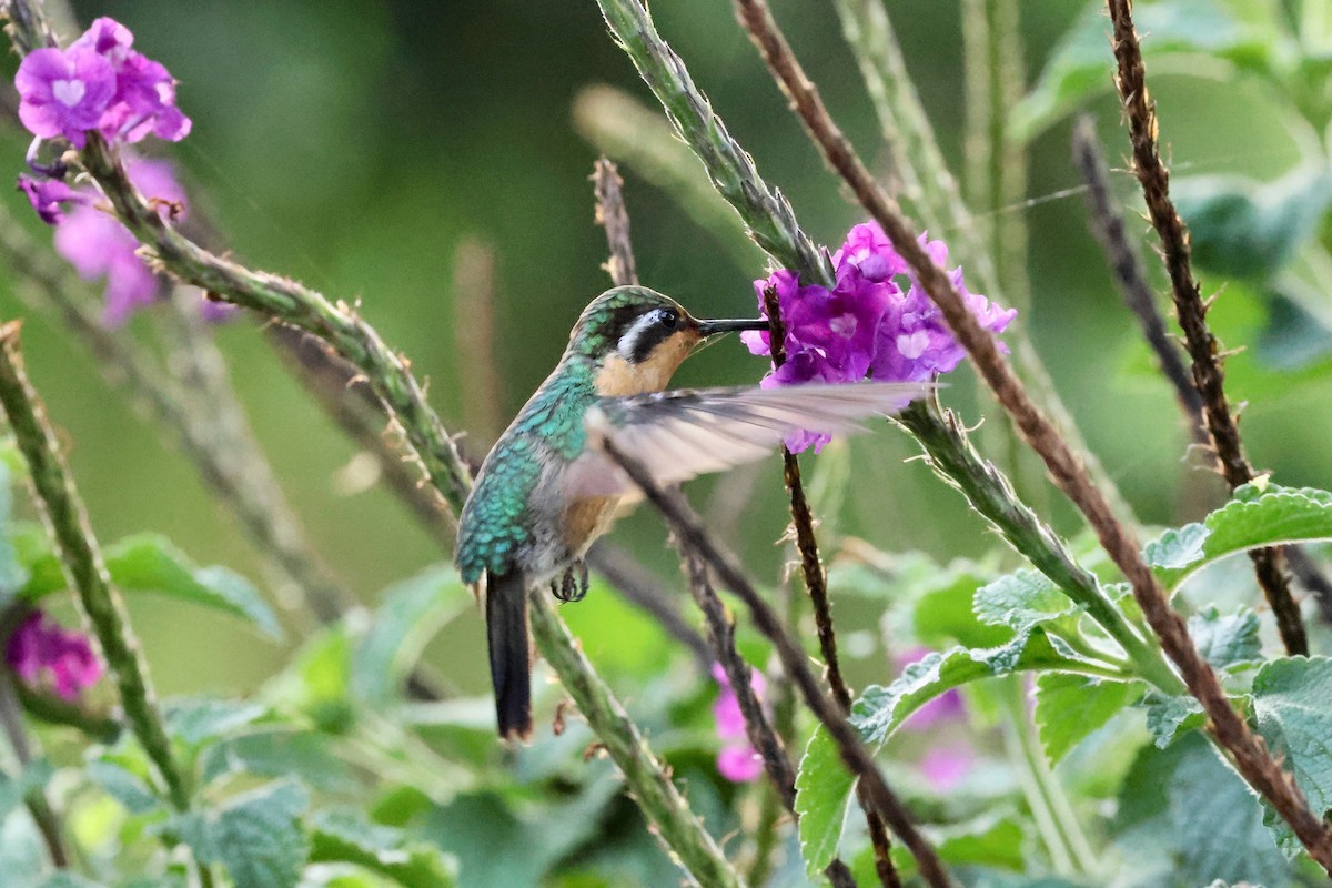 kolibřík fialovohrdlý - ML618424603