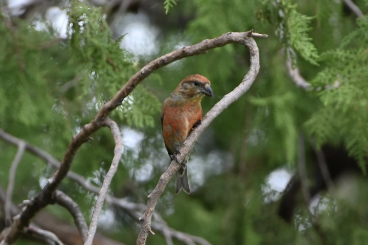 Red Crossbill - ML618424616