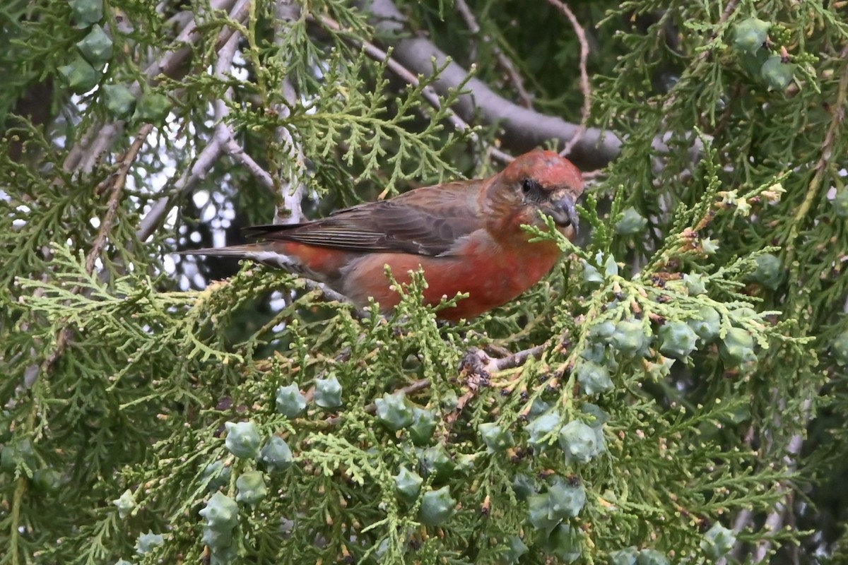 Red Crossbill - Curtis Stewart