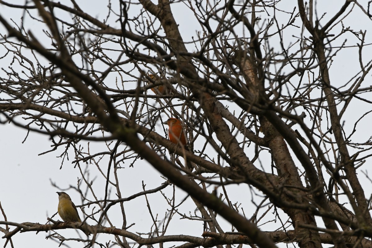 Red Crossbill - ML618424619