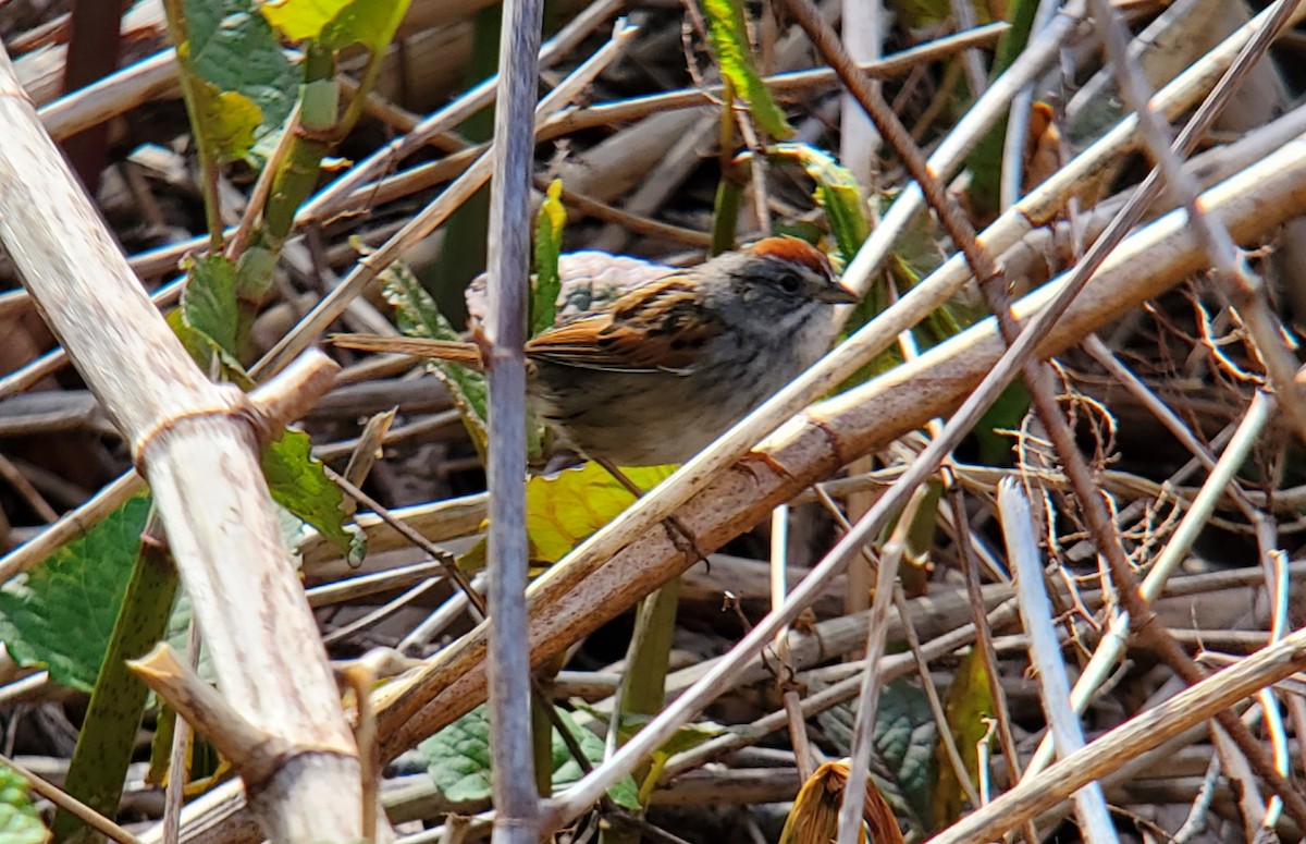 Swamp Sparrow - ML618424633