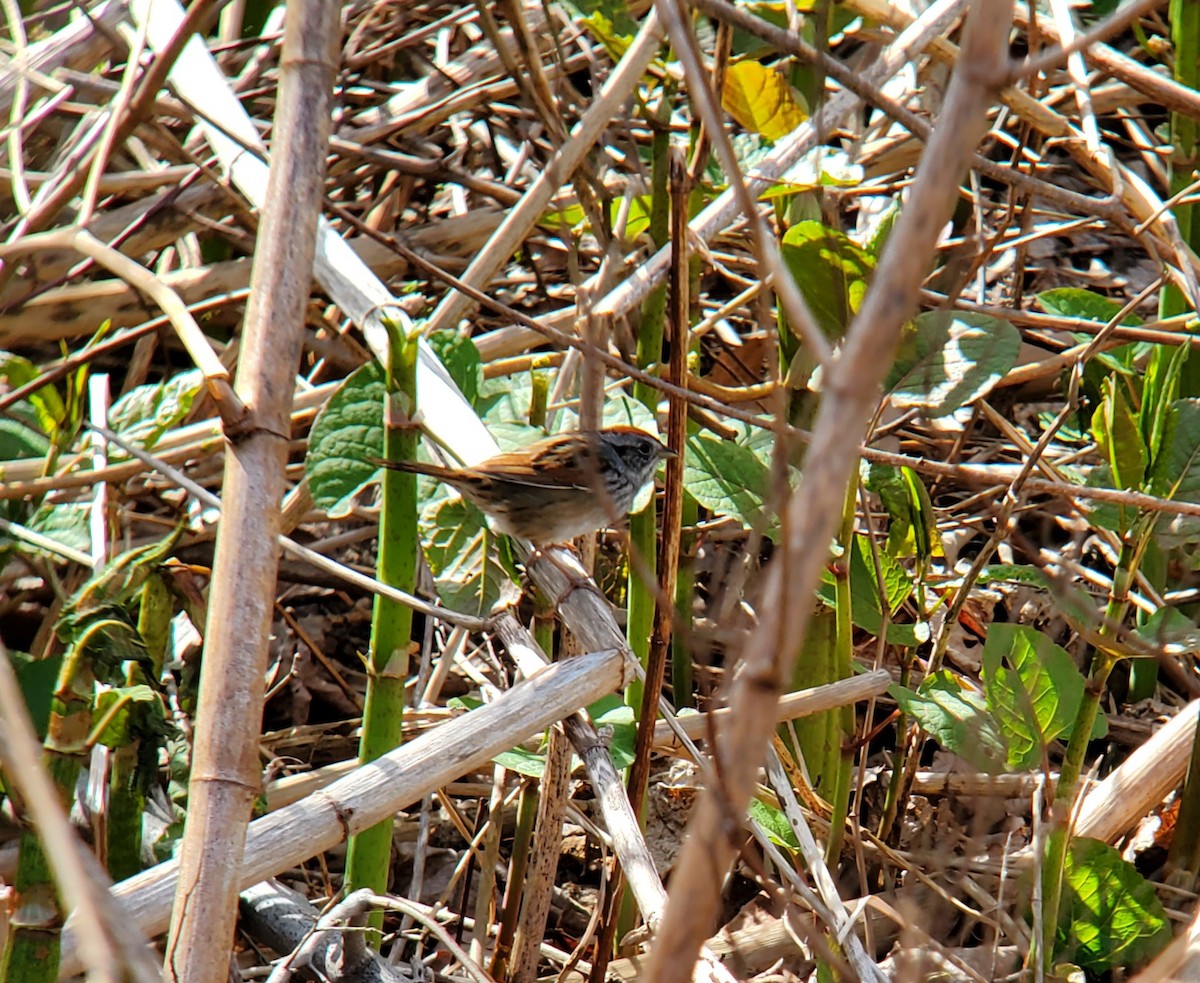 Swamp Sparrow - ML618424634