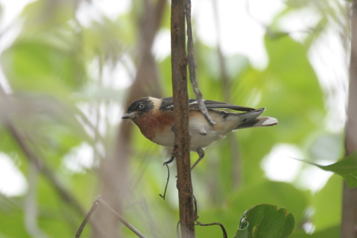 Bay-breasted Warbler - ML618424636