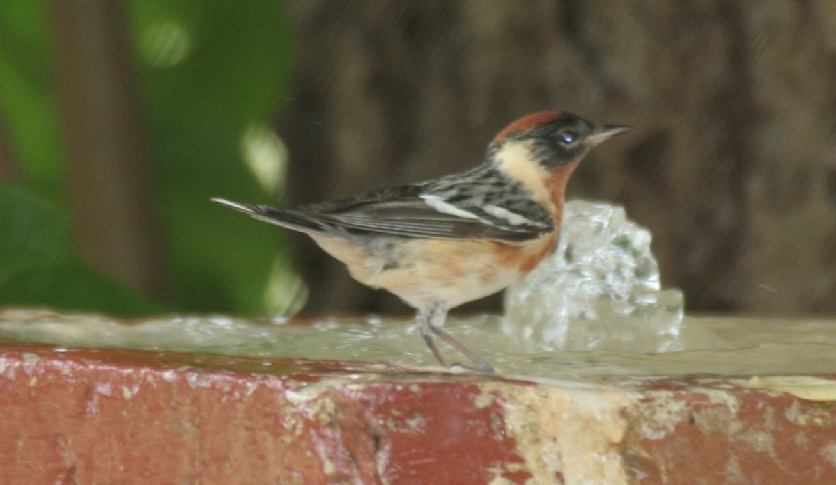 Bay-breasted Warbler - ML618424637