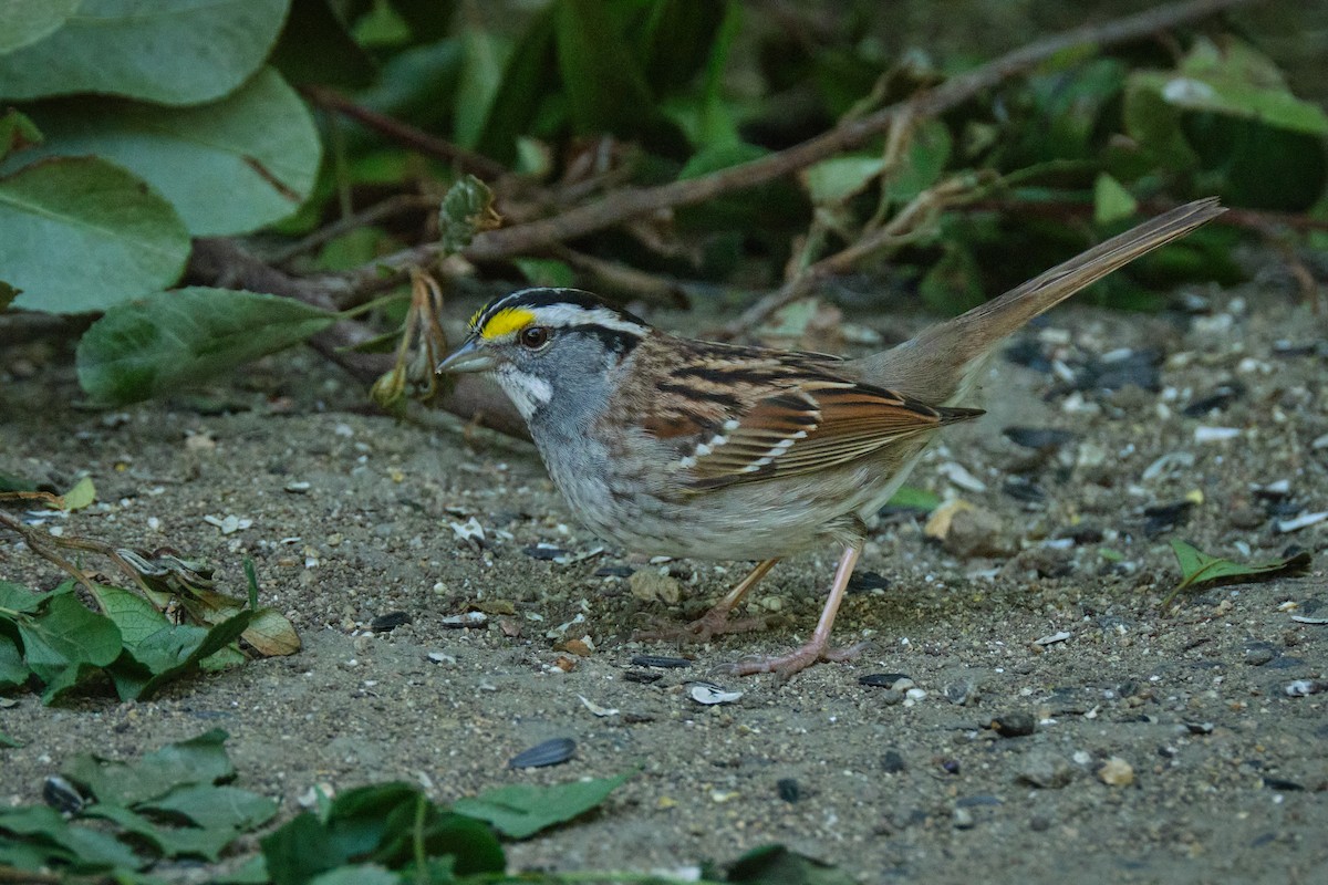 White-throated Sparrow - ML618424646