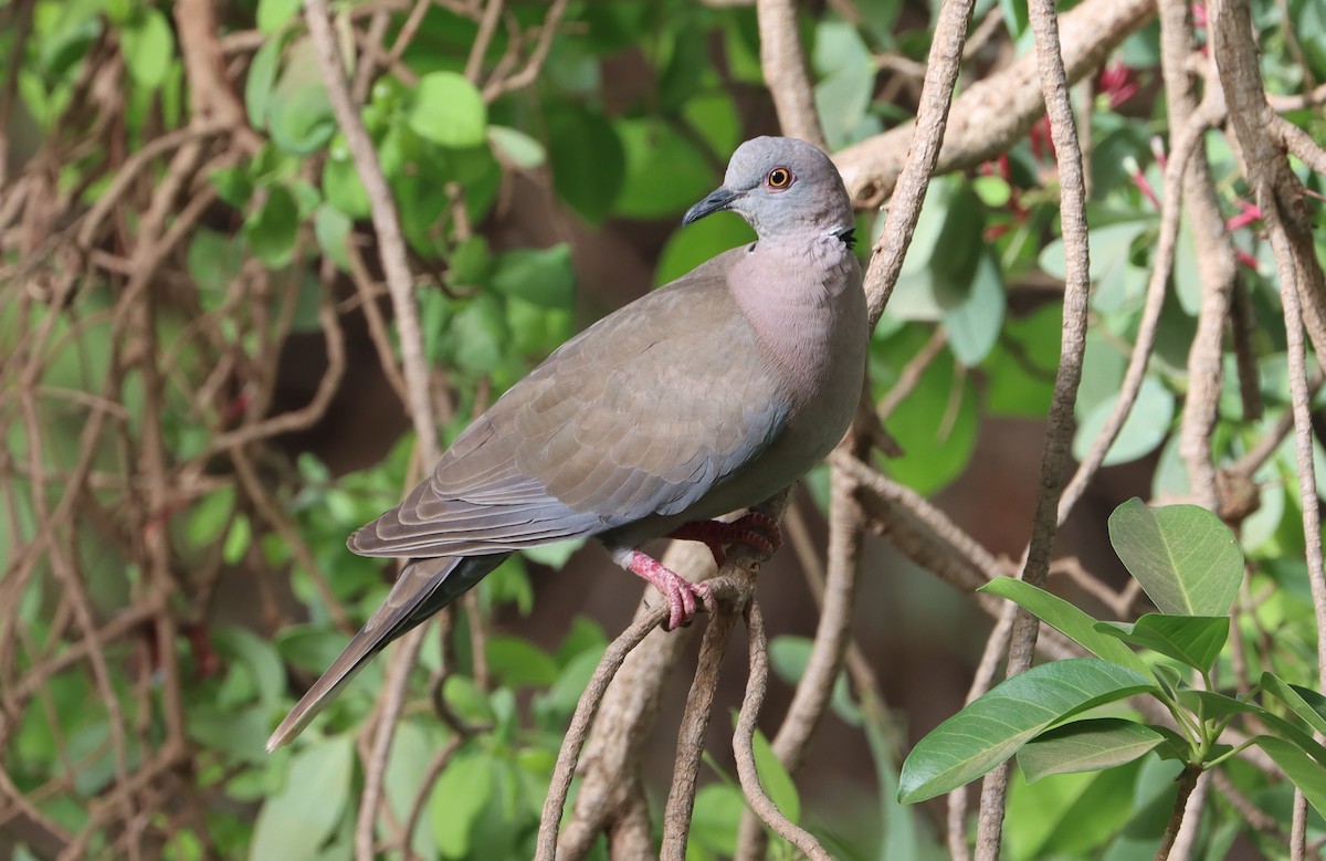 Mourning Collared-Dove - Marc Languy