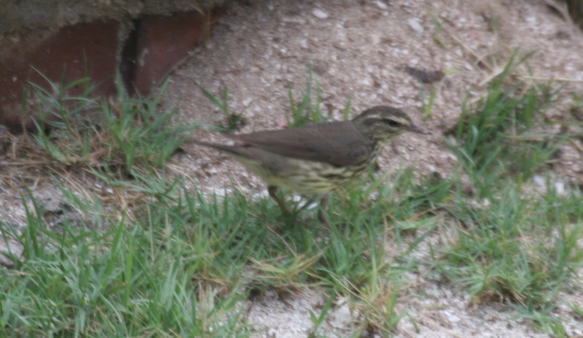 Northern Waterthrush - ML618424687