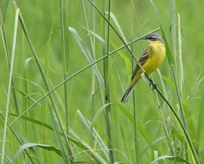 Eastern Yellow Wagtail (Eastern) - ML618424690