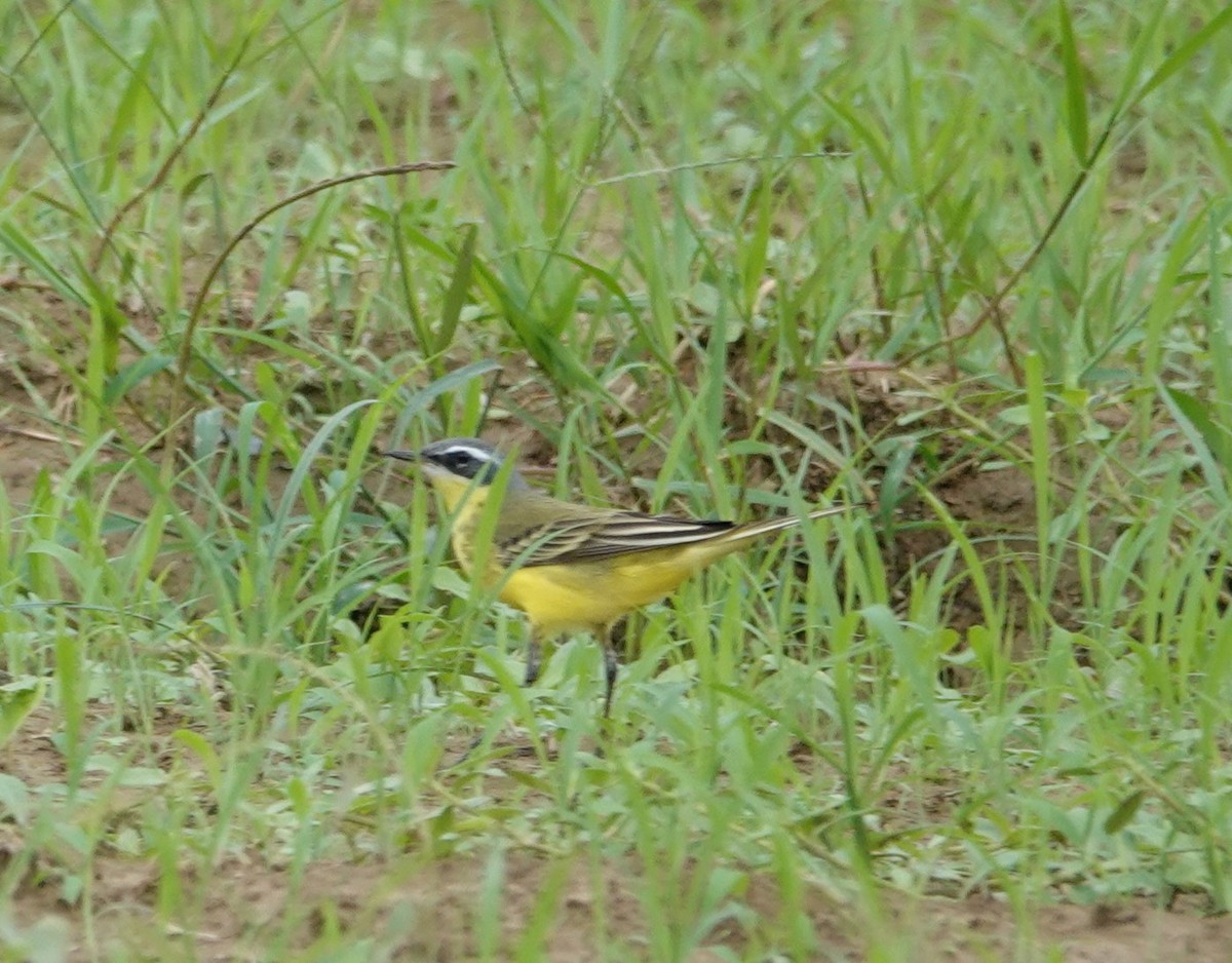 Eastern Yellow Wagtail (Eastern) - ML618424692