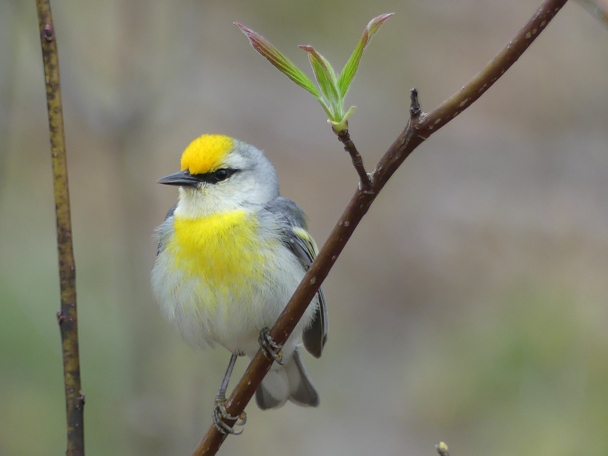 Goldflügel- x Blauflügel-Waldsänger (F1-Hybrid) - ML618424713