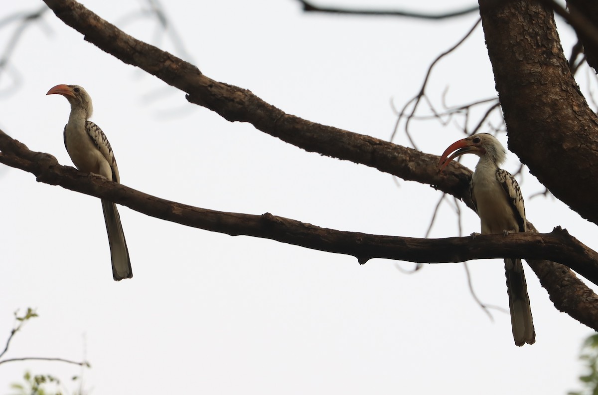 Northern Red-billed Hornbill - Marc Languy