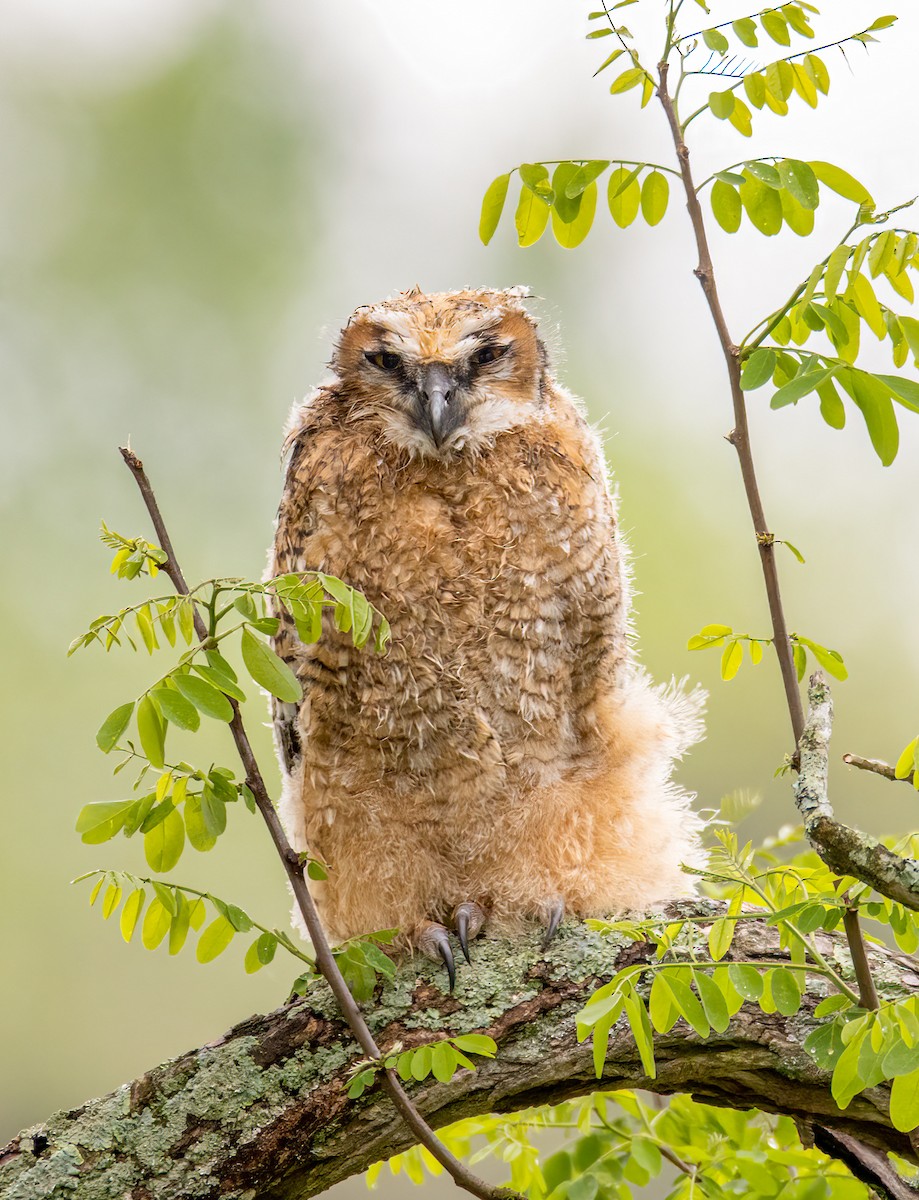 Great Horned Owl - ML618424740