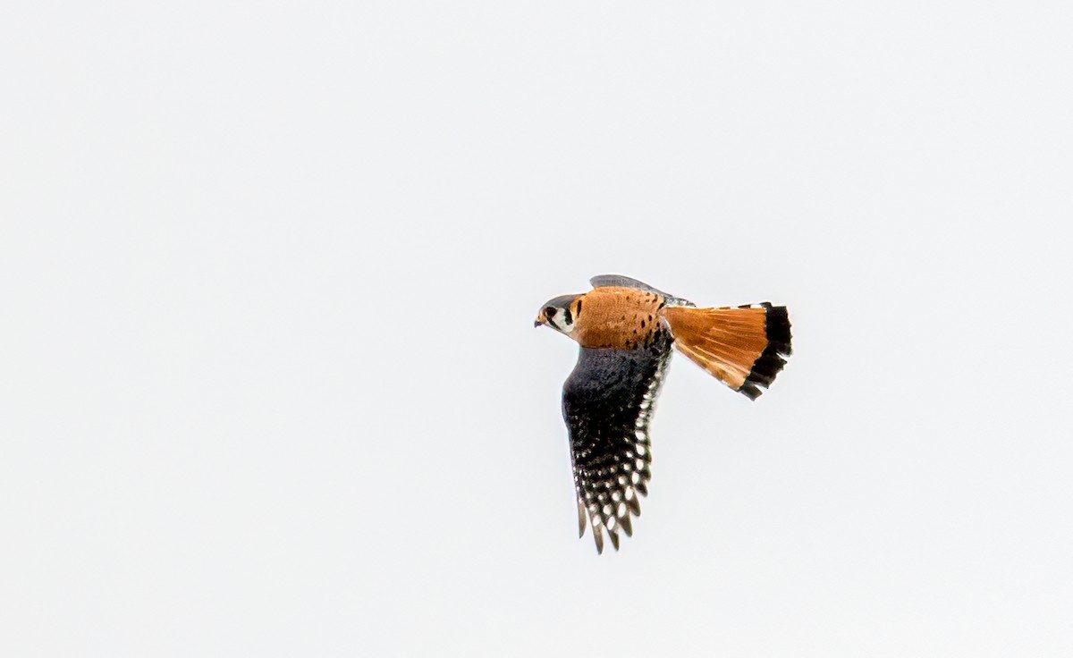 American Kestrel - ML618424746