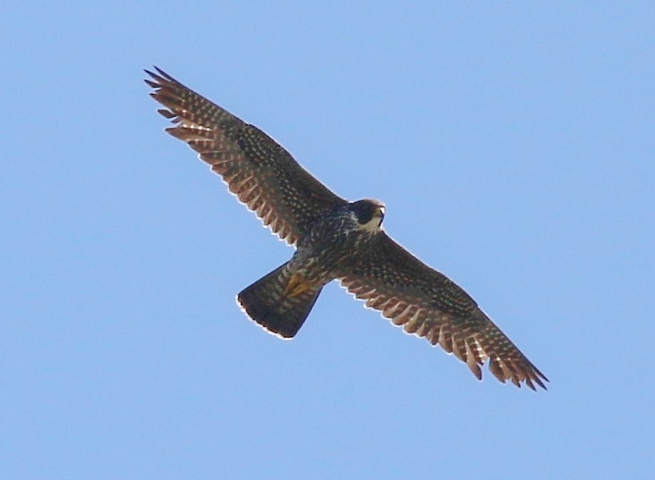 Peregrine Falcon - ML618424747