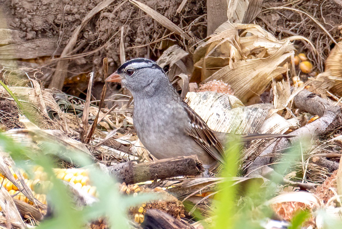 White-crowned Sparrow - ML618424760