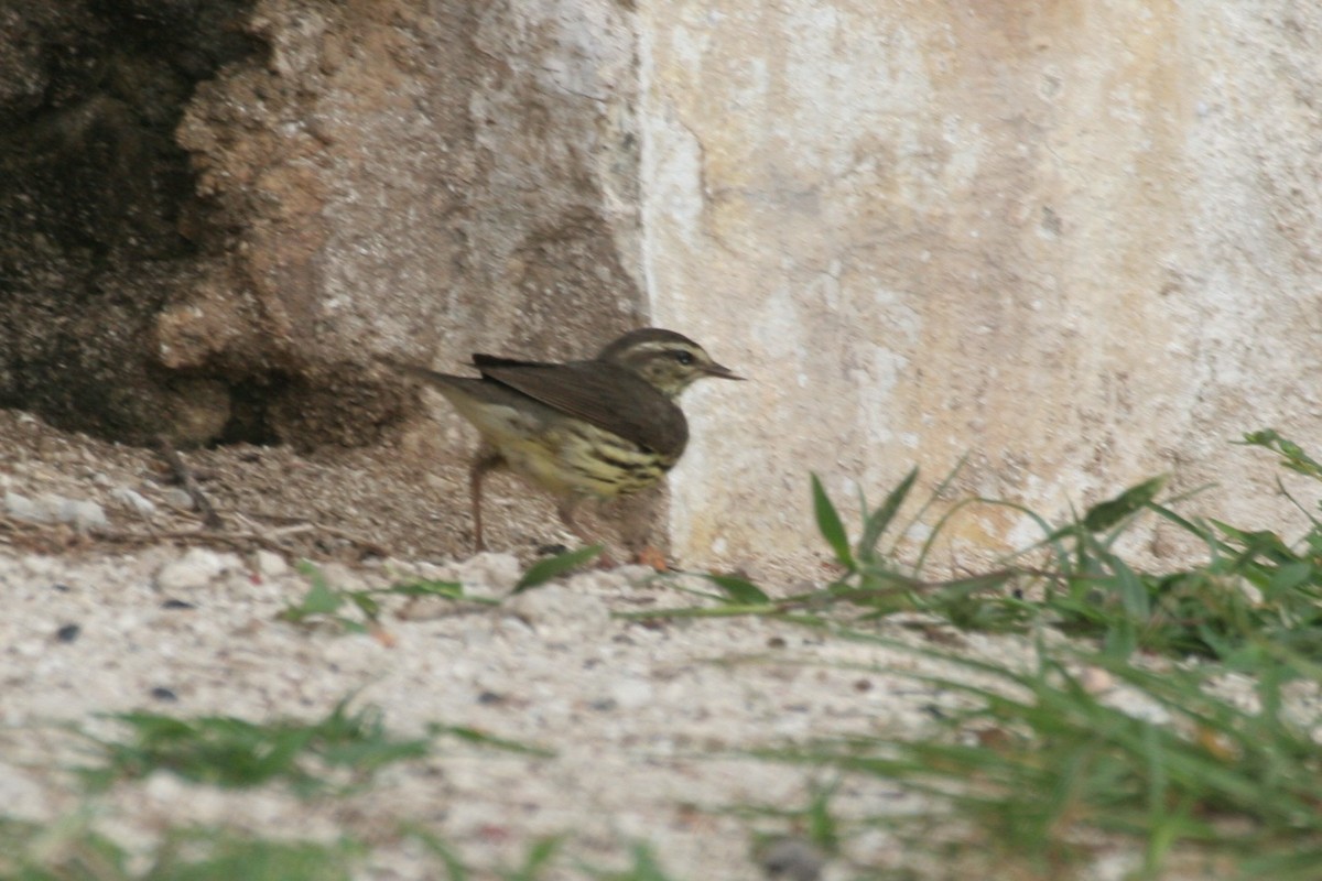 Northern Waterthrush - ML618424775