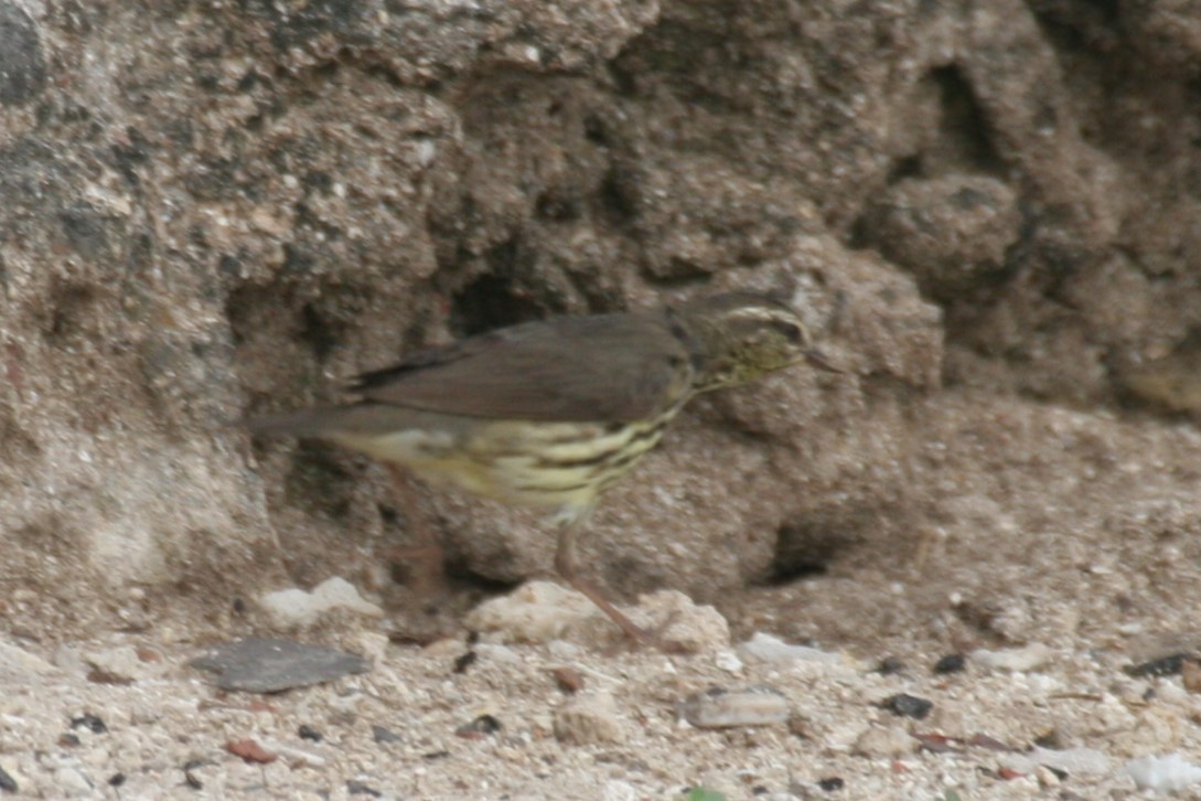 Northern Waterthrush - ML618424786