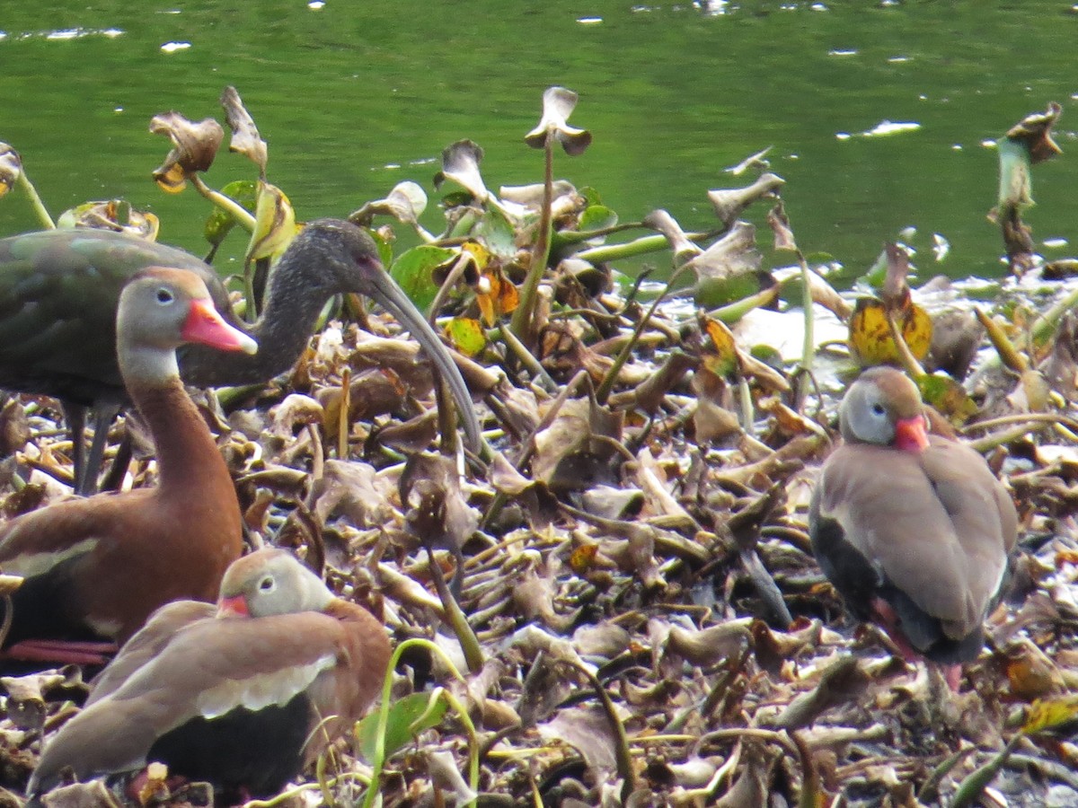 White-faced Ibis - Don Morrow