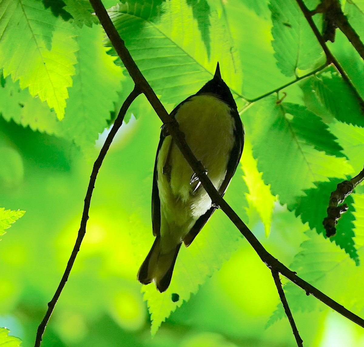 Black-throated Blue Warbler - ML618424841