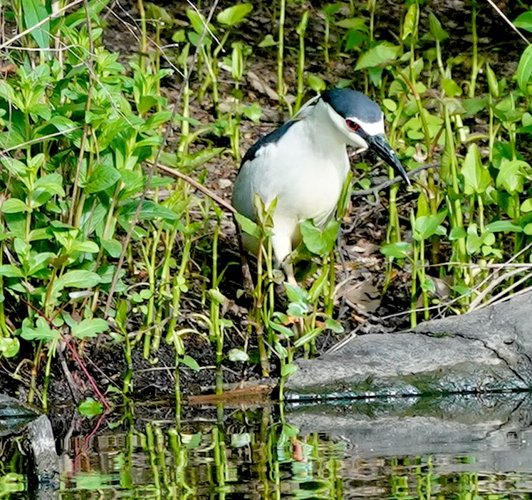 Black-crowned Night Heron - Ryan Serio